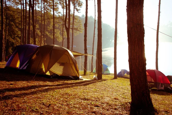 Pang Tong sotto il parco della foresta reale — Foto Stock