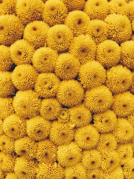 Fondo amarillo flor — Foto de Stock
