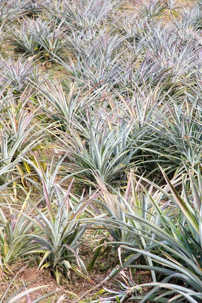 Pineapple fruit field — Stock Photo, Image
