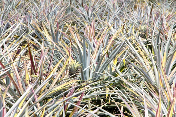 Pineapple fruit field — Stock Photo, Image