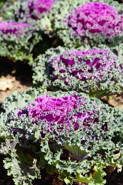 Salat på gården - Stock-foto