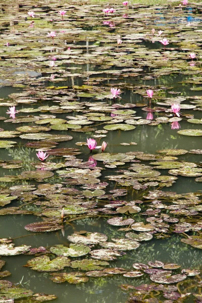 Lotus flowers in pond — Stock Photo, Image