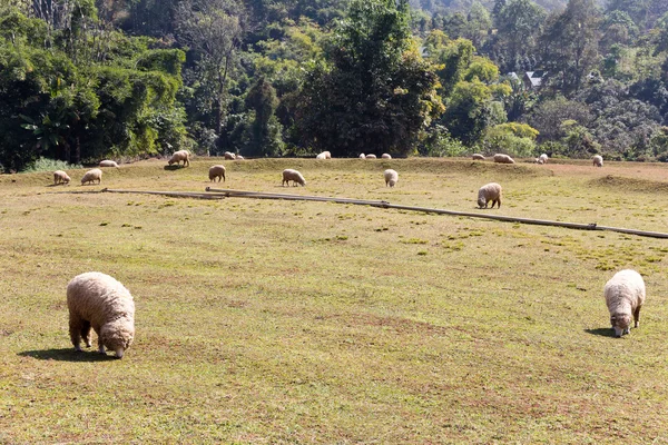 Ovce pasoucí se na farmě — Stock fotografie