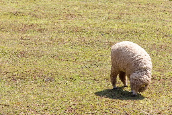 Birka legelészik a farm — Stock Fotó