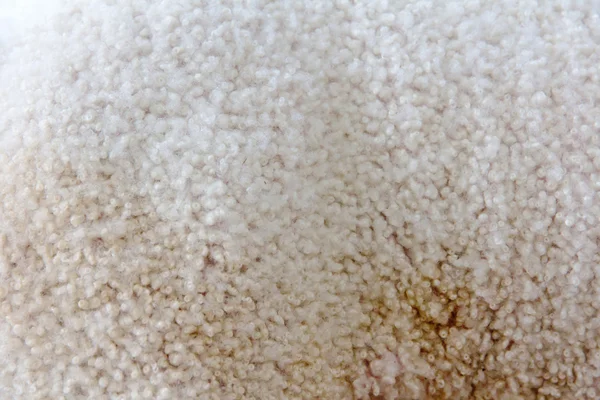 Texture de laine d'agneau — Photo