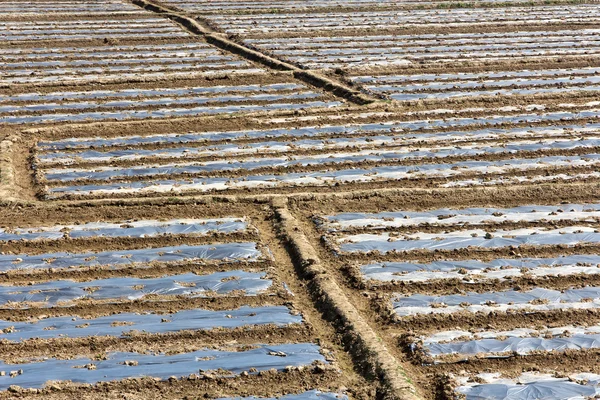 Punggungan sawah-lapangan — Stok Foto