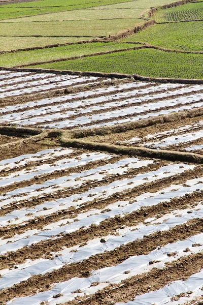 Cume de campo de arroz — Fotografia de Stock