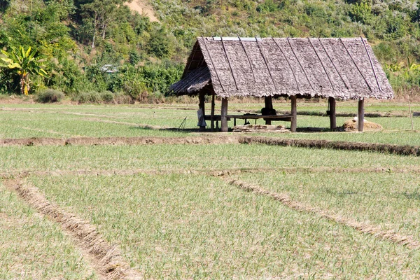 Paddy-field hřeben — Stock fotografie