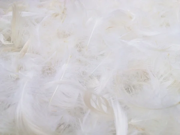 Chicken feather background — Stock Photo, Image