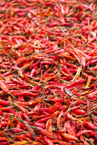 Dried Hot Pepper — Stock Photo, Image