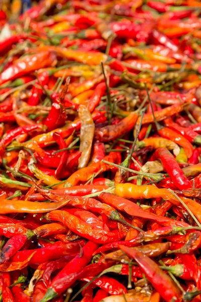 Dried Red Chilli — Stock Photo, Image