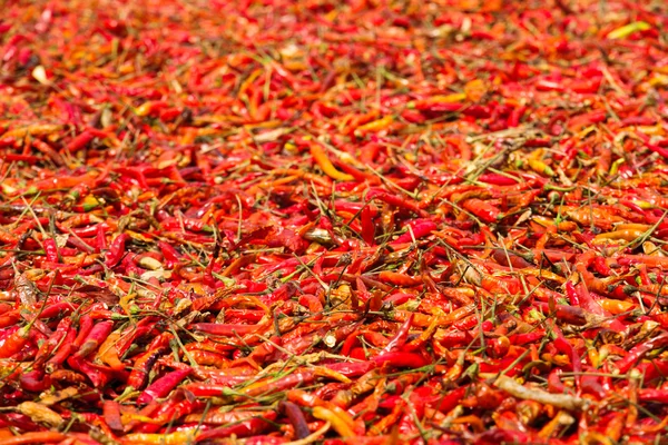 Dried Red Chilli — Stock Photo, Image