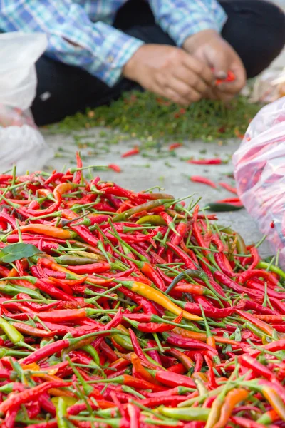 Pile of chilli in local market — Stock Photo, Image