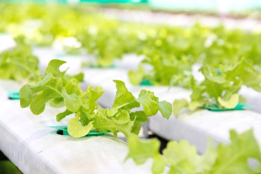 topraksız sebze çiftliği