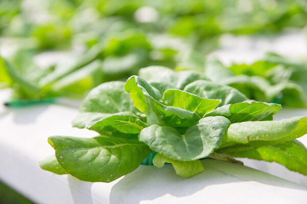 Hydroponics vegetable farm