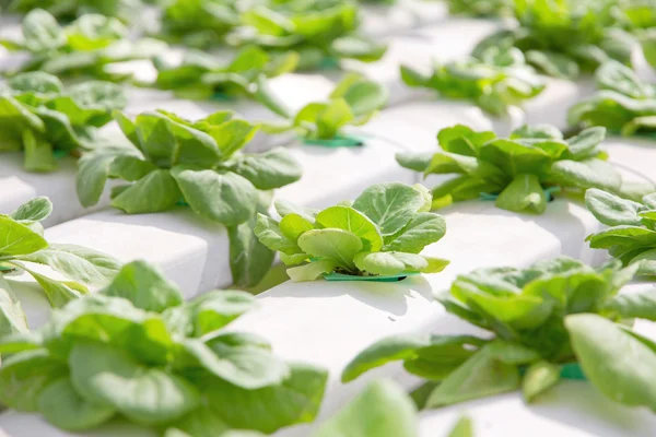 Hydroponics vegetable farm — Stock Photo, Image