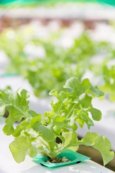 Hydroponics vegetable farm — Stock Photo, Image