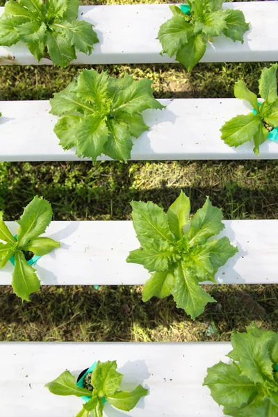 Hydroponics vegetable farm — Stock Photo, Image