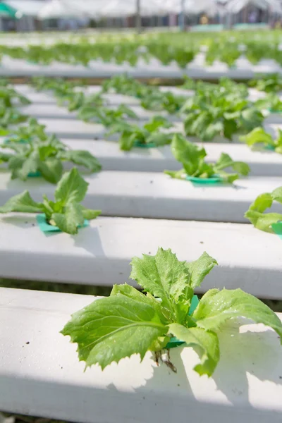 Hydroponics vegetable farm — Stock Photo, Image