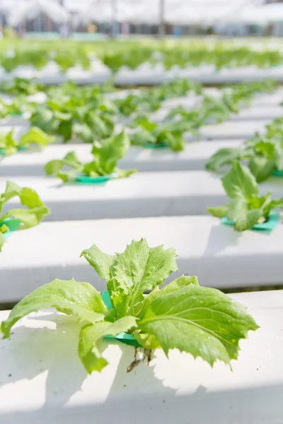 Fazenda vegetal hidropônica — Fotografia de Stock