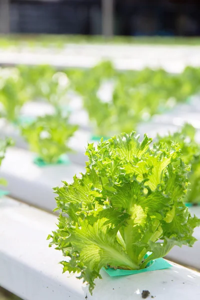 Granja de verduras hidropónicas — Foto de Stock