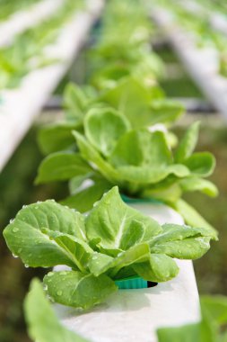 topraksız sebze çiftliği