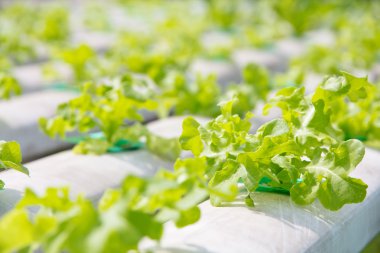 topraksız sebze çiftliği