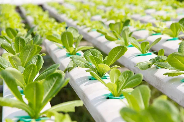 Granja de verduras hidropónicas — Foto de Stock