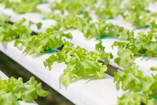 Hydroponics vegetable farm — Stock Photo, Image