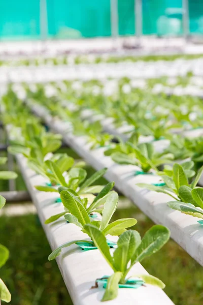 Hydroponics vegetable farm — Stock Photo, Image