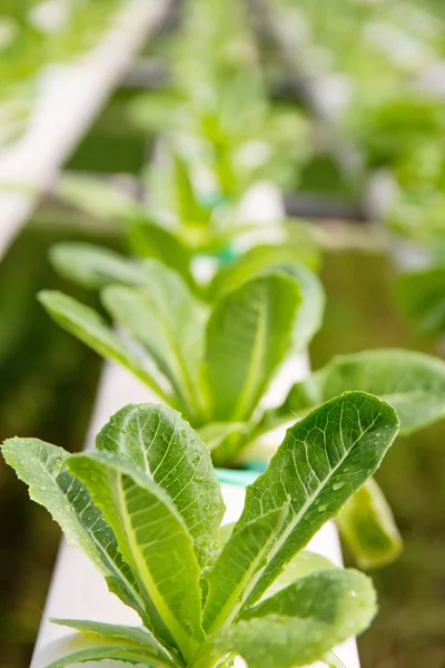 Hydroponics vegetable farm — Stock Photo, Image