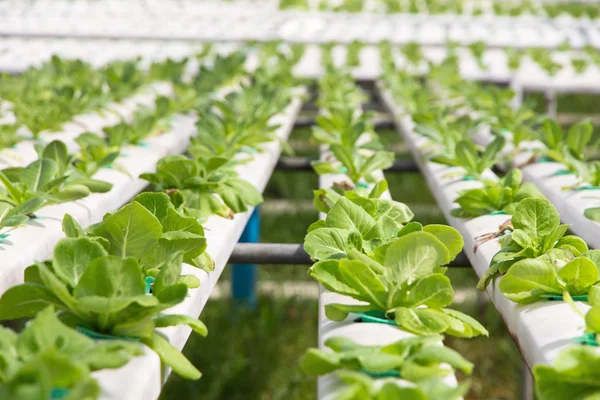 Hydroponics vegetable farm — Stock Photo, Image