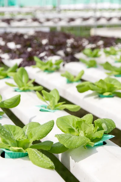 Hydrocultuur plantaardige boerderij — Stockfoto