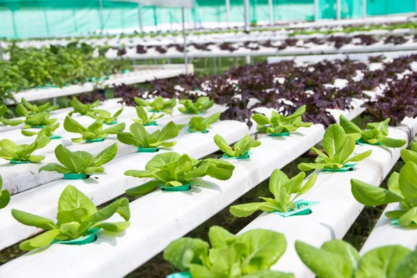 Granja de verduras hidropónicas — Foto de Stock