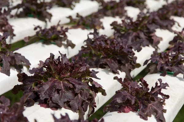 Hydroponics grönsaker gård — Stockfoto