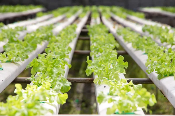 Hydroponics vegetable farm — Stock Photo, Image