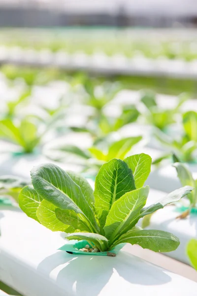 Hydroponics vegetable farm background — Stock Photo, Image