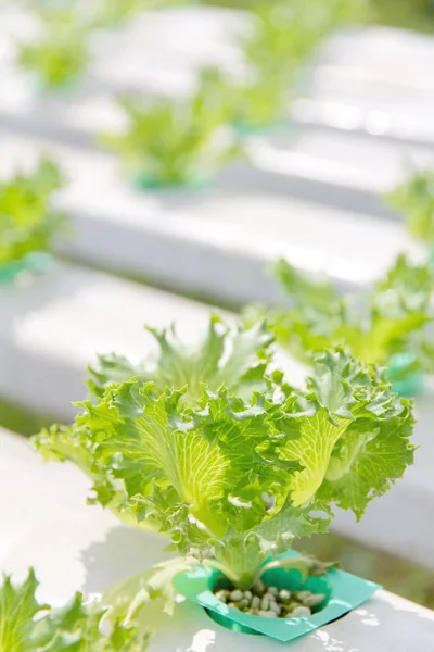 Hydroponics vegetable farm background — Stock Photo, Image