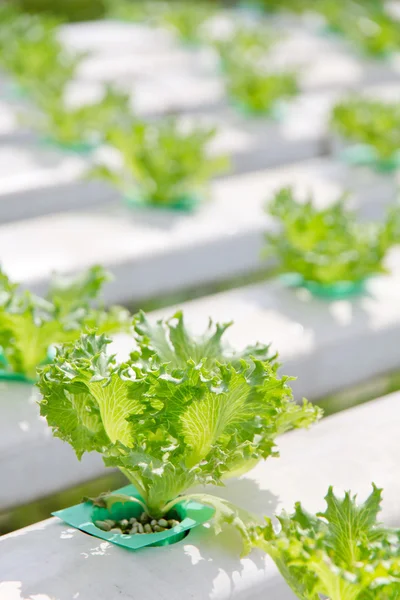 Hydroponics grönsaker gård bakgrund — Stockfoto