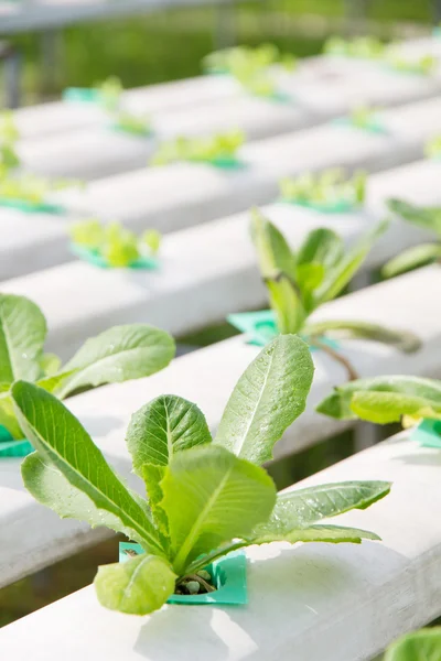 Hydrocultuur plantaardige boerderij — Stockfoto