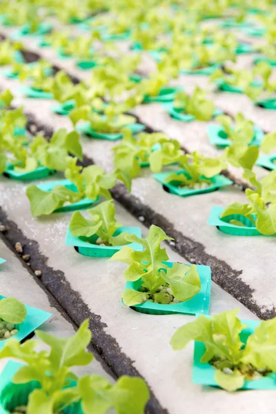 Hydroponics vegetable farm — Stock Photo, Image