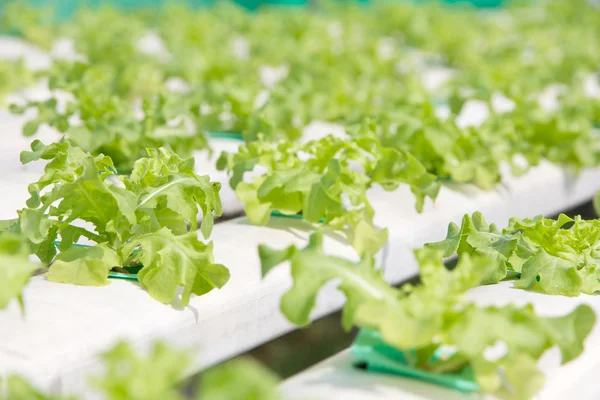 Hydrocultuur plantaardige boerderij achtergrond — Stockfoto