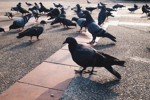 Grupo de palomas en el parque — Foto de Stock