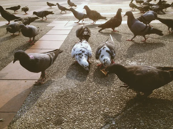 Groupe de pigeons dans le parc — Photo