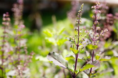 Taze fesleğen çiçek bitki yakın çekim