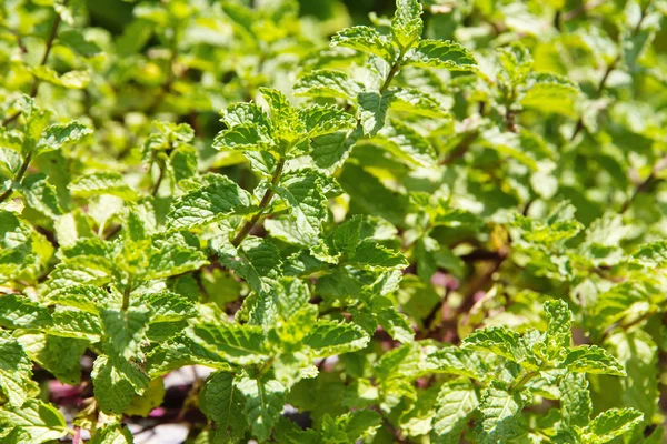 新鮮なミント湿地植物 — ストック写真