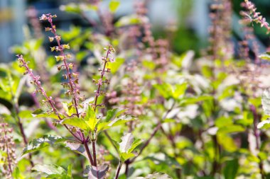 Taze fesleğen çiçek bitki arka plan