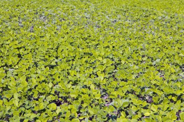 Genç şeker bezelye sebze bahçesi