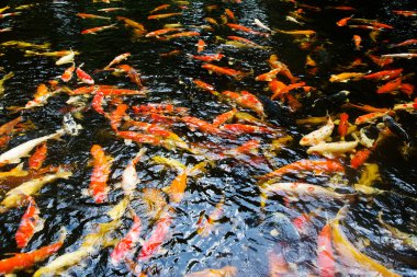 renkli koi sazan balık