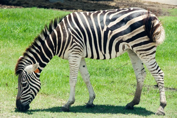 Zebras Eating Grass — Stock Photo, Image